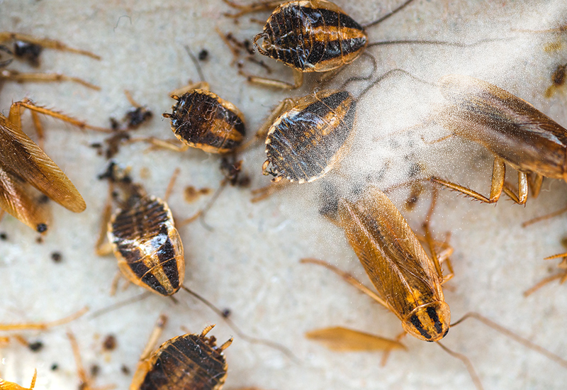 home-Pest-Control